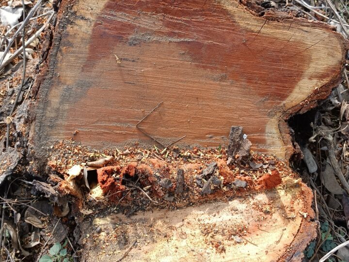खास खबर: वन अधिकारियों की मिली भगत से बेशकीमती  खैर के 10  पेड़ों की चढ़ा दी बलि