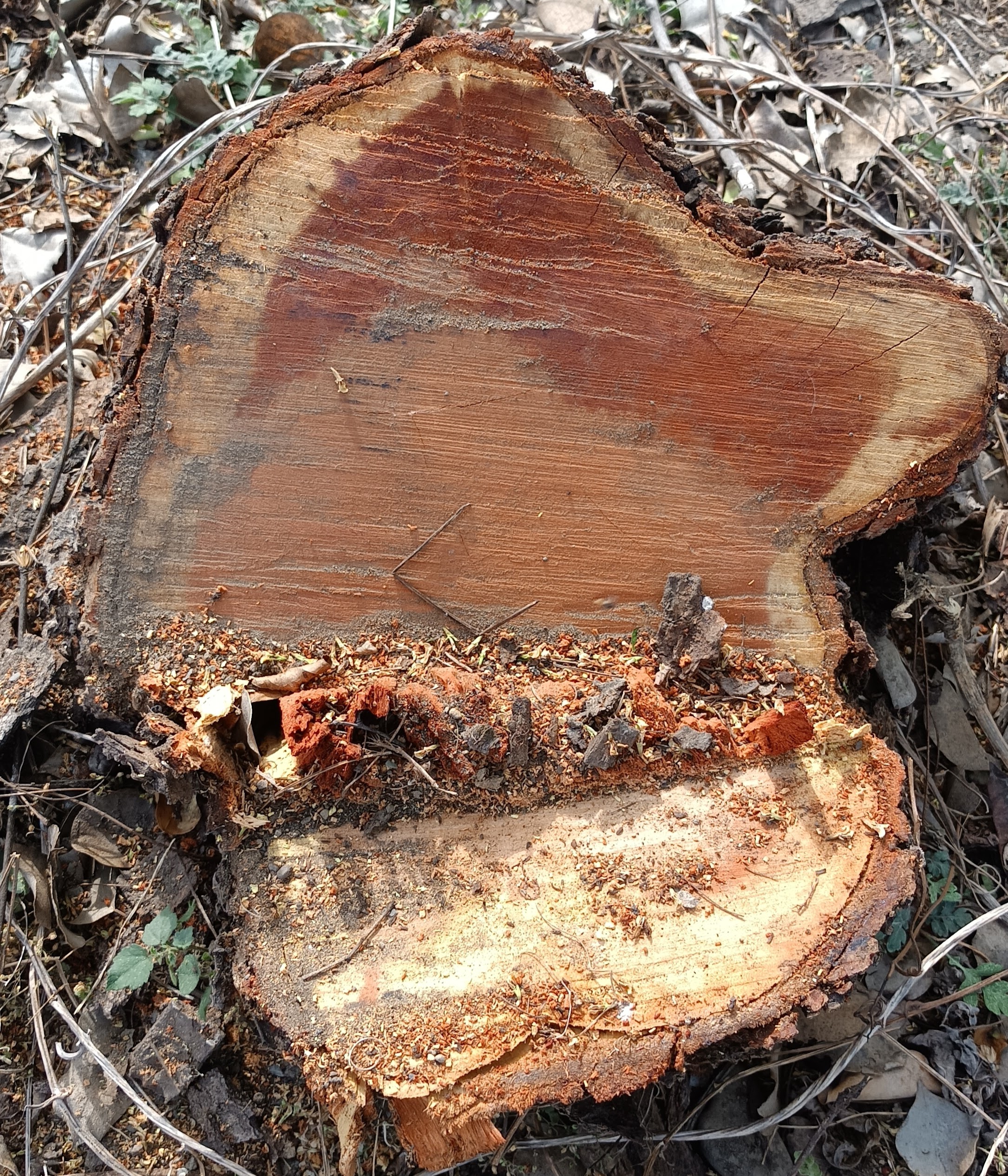 खास खबर: वन अधिकारियों की मिली भगत से बेशकीमती  खैर के 10  पेड़ों की चढ़ा दी बलि