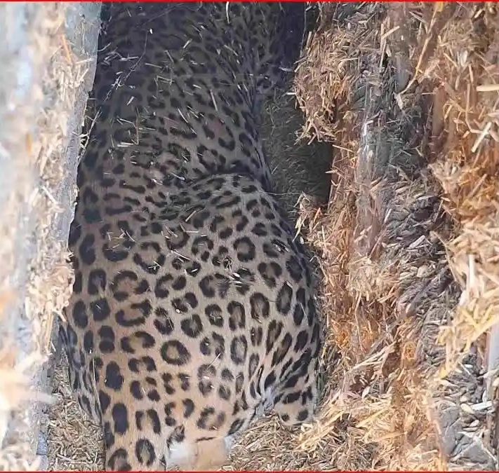 दहशतः गौशाला में गाय-भैसों के साथ बैठा था गुलदार