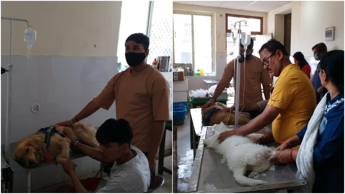 असर: सेहत पर भारी पड़ रहा गर्मी का प्रकोप, बेजुबान पशु भी हो रहे उल्टी- दस्त का शिकार