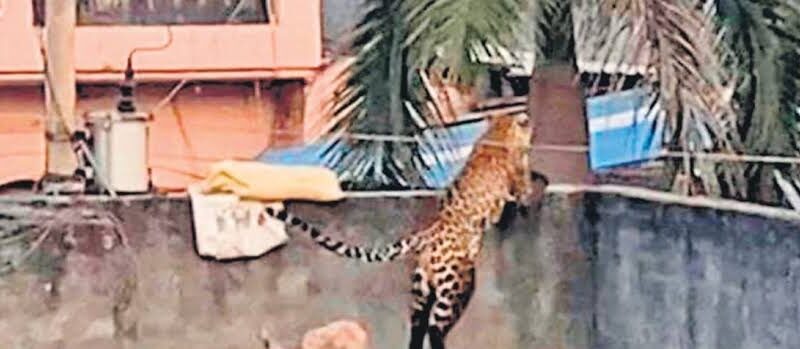 खतरनाक: मानवजीवन के लिए खतरा बनते जा रहे वन्‍यजीव, आखिर क्‍या है कुदरत का खेल