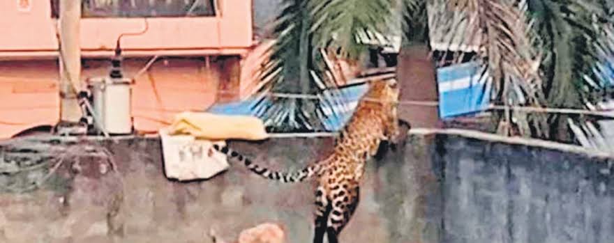 खतरनाक: मानवजीवन के लिए खतरा बनते जा रहे वन्‍यजीव, आखिर क्‍या है कुदरत का खेल