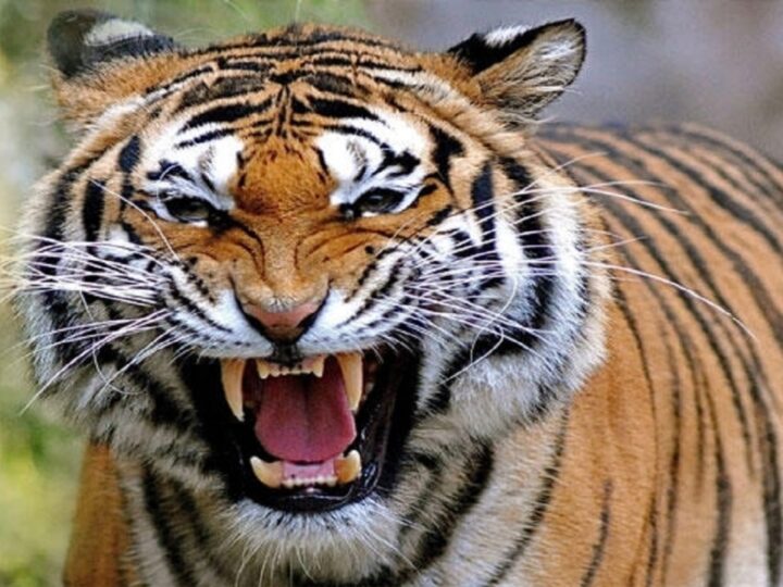 दहशत: खेत की रखवाली करने गए युवक को मार डाला बाघ ने, ग्रामीणों ने जताया आक्रोश