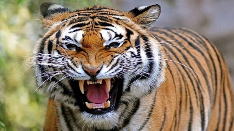दहशत: खेत की रखवाली करने गए युवक को मार डाला बाघ ने, ग्रामीणों ने जताया आक्रोश