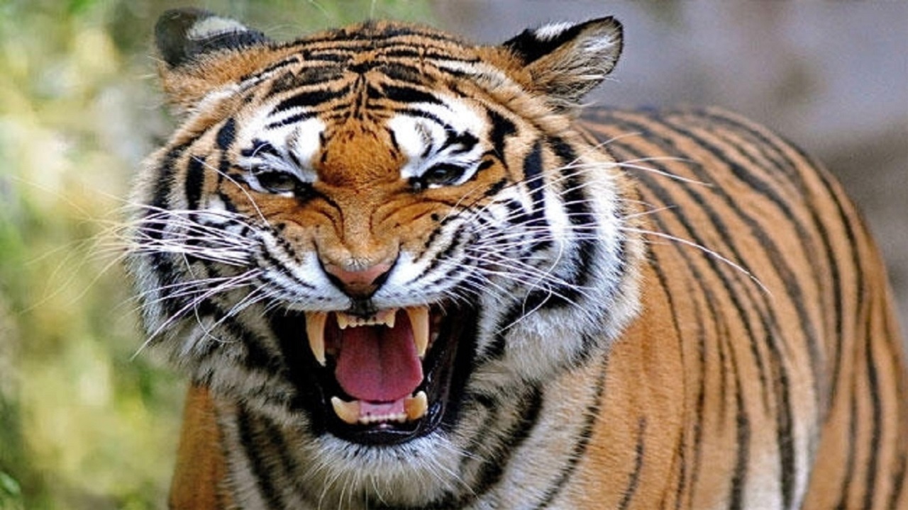 दहशत: खेत की रखवाली करने गए युवक को मार डाला बाघ ने, ग्रामीणों ने जताया आक्रोश