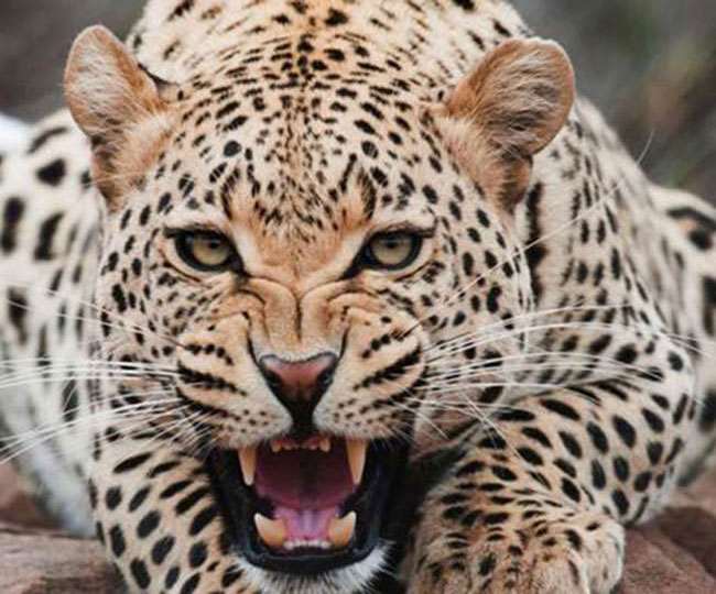 दहशत: जंगल में घास काट रही महिला, अचानक गुलदार ने कर दिया हमला, घायल अस्पताल में भर्ती