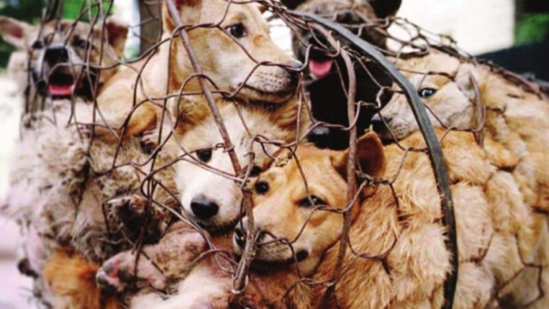 विमर्श: पशु जीवन के साथ गरिमा के साथ व्यवहार किया जाना चाहिए