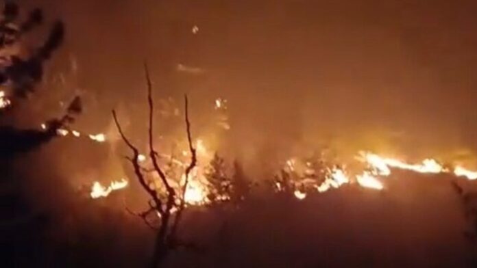 ज़ज्बा: अधीनस्थों को लेकर खुद जंगल की आग बुझाने पहुंच गए डीएम डॉ. आशीष चौहान