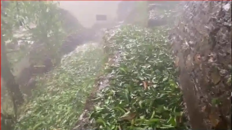 कहर: बुग्याल में बिजली गिरने से 121 बकरियों की मौत