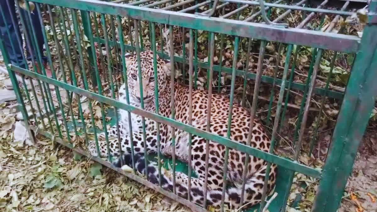 राहत:  पिंजरे में कैद हुआ आदमखोर, मासूम पर हमला कर ले ली थी जान