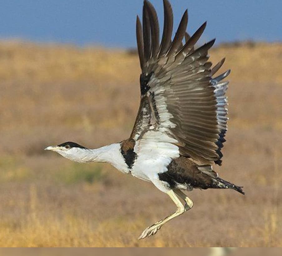 दुष्प्रभाव: ऊर्जा संयंत्रों ने रोकी शर्मीले गोडावण की उड़ान