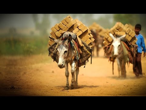 अधिकार: पशु जीवन के साथ भी हो गरिमापूर्ण व्यवहार