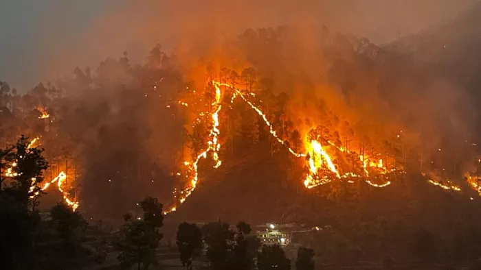चिंताजनक: उत्तराखंड को आग से हर साल करोड़ों की वन संपदा का नुकसान