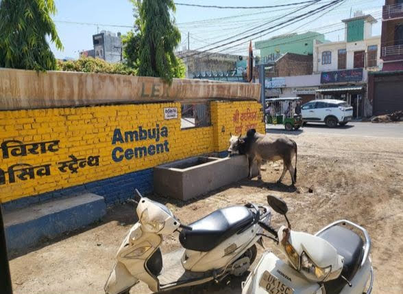 सेवा भाव: भीषण गर्मी से बेहाल बेजुबानों के लिए की चारा-पानी की व्यवस्था
