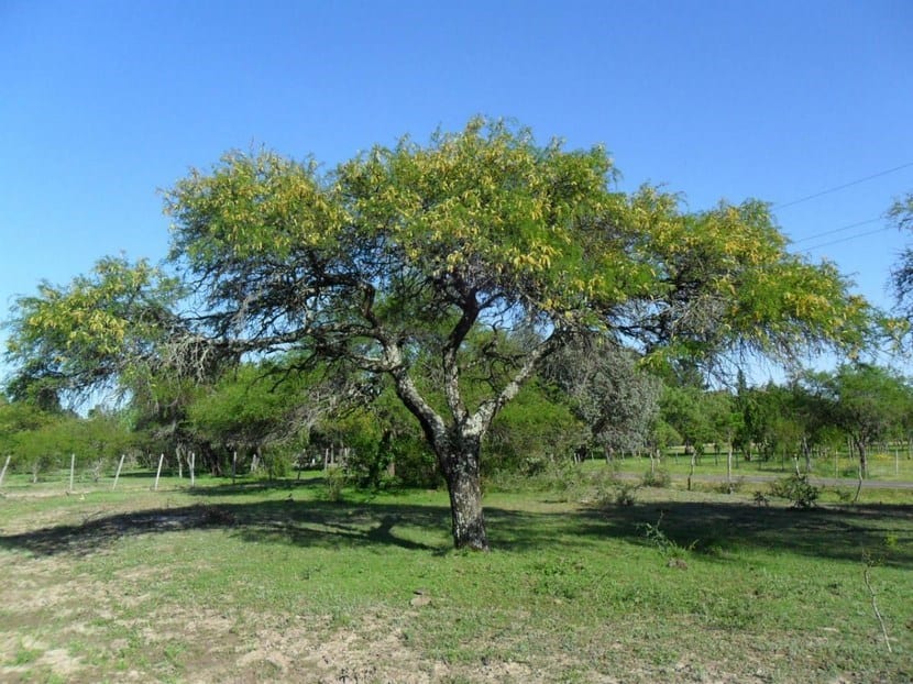 चिंतन: खतरनाक है भारत में खेतों से पेड़ों का उजड़ना