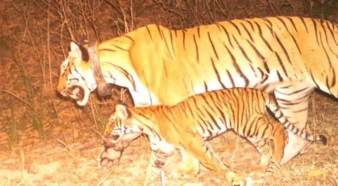 बढ़ोत्तरी: राजाजी नेशनल पार्क में बढ़ा बाघों का कुनबा, एक और बाघिन ने दिया शावक को जन्म