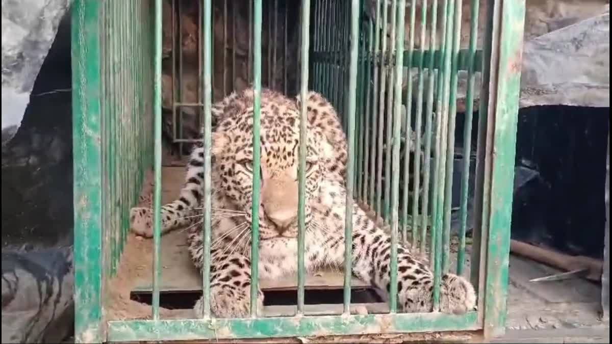 शिकंजा: श्रीनगर में पांचवा गुलदार हुआ पिजरे में कैद