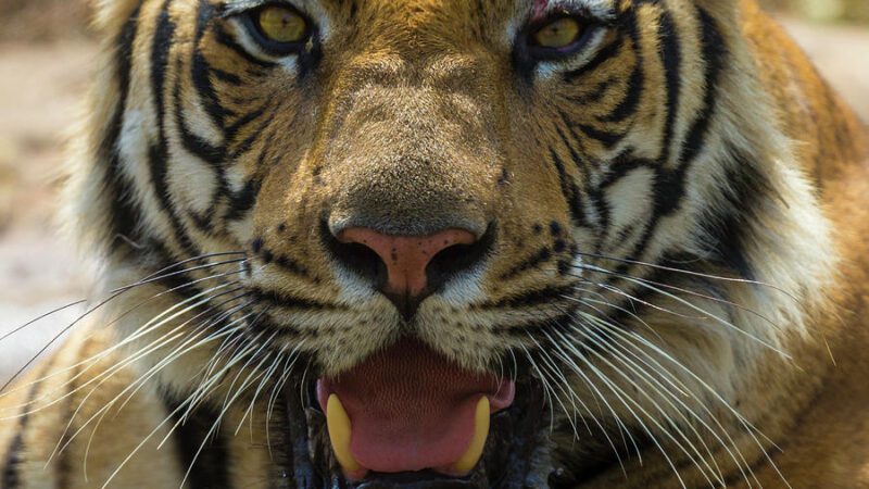 दहशत: चकरपुर स्टेडियम के पास आबादी में बाघ दिखने से इलाके में खौफ़ का माहौल