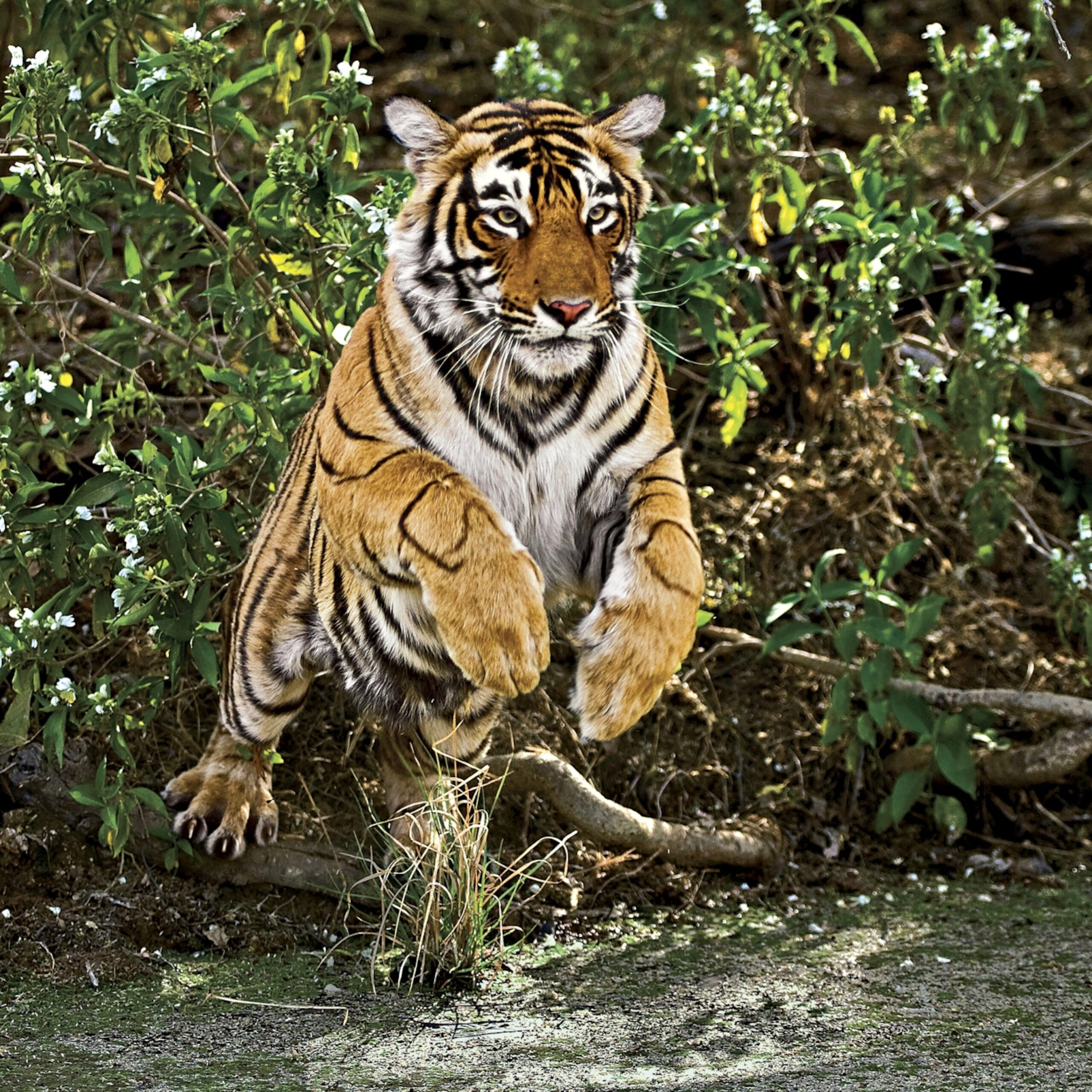 खौफ़: जंगल में शौच को गया बुजुर्ग बाघ के हमले में घायल, इलाके में दहशत का माहौल