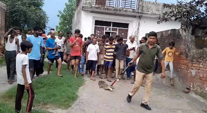 सनसनी: सड़क पर घूमता मिला मगरमच्छ,वन विभाग ने नीलधारा गंगा में छोड़ा