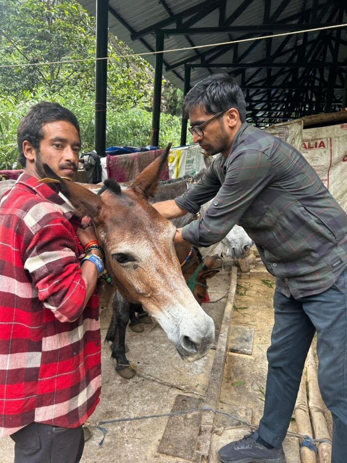 बचाव: केदारनाथ धाम मार्ग में फंसे पशुओं को रेस्क्यू कर सुरक्षित स्थान पर लाया गया