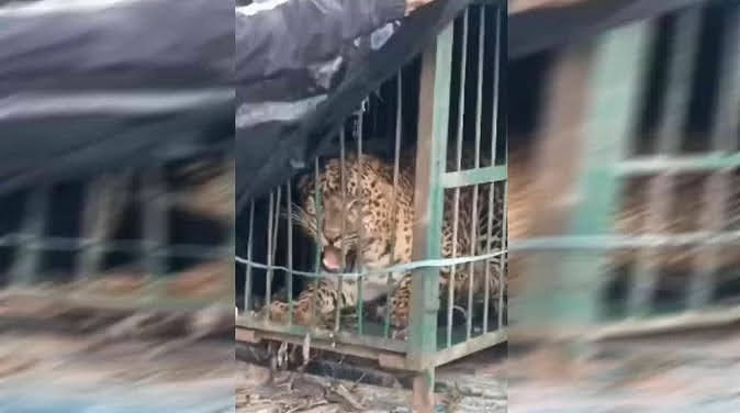 राहत: मासूम को निवाला बनाने वाला गुलदार पिंजरे में कैद