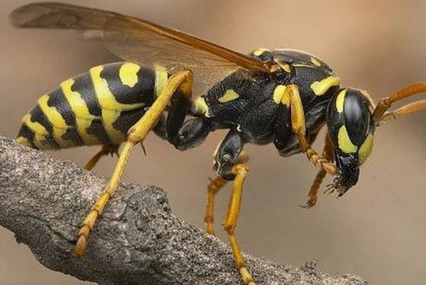 जानलेवा डंक: ग्रामीण पर टूट पड़ा काली ततैयों का झुंड, अस्पताल पहुंच कर भी नहीं बच सकी जान