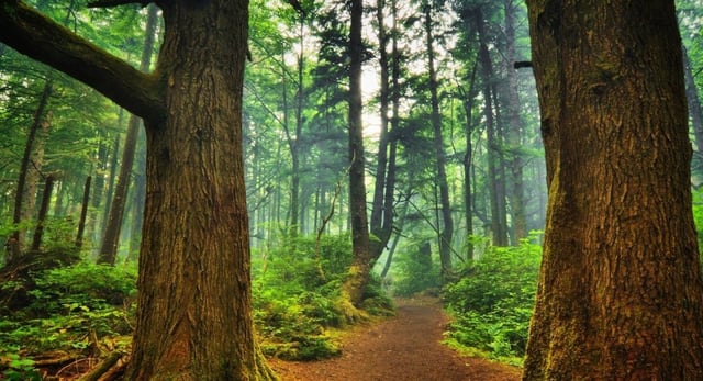 बड़ी खबर: चाय बागान भूमि से भी बड़ा घोटाला, वन व राजस्व भूमि पर बड़े पैमाने पर हुआ है अतिक्रमण