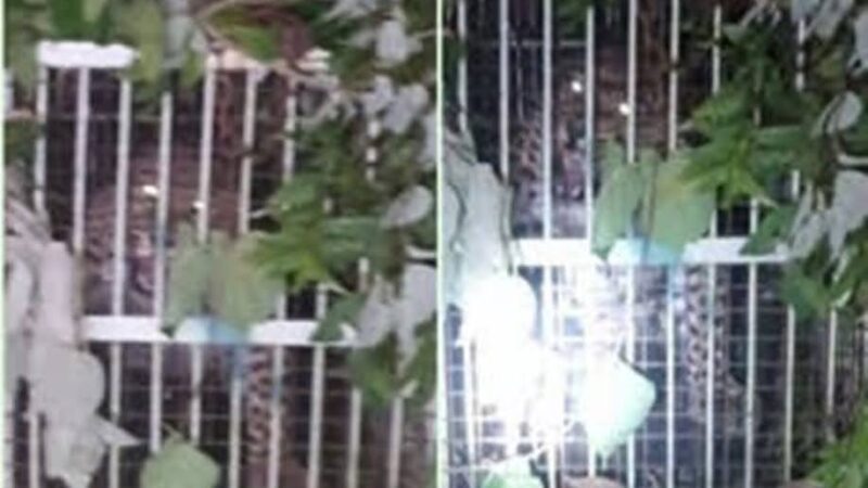 राहतः मुर्गी के लालच में पिंजरे में कैद हुआ गुलदार, ग्रामीणों ने ली राहत की सांस