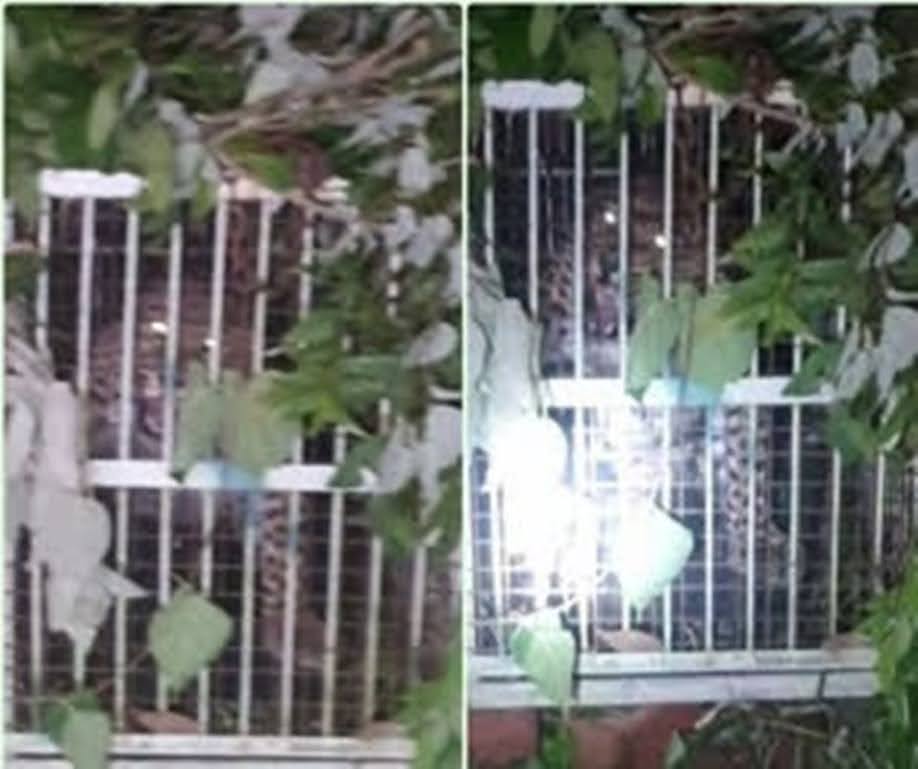 राहतः मुर्गी के लालच में पिंजरे में कैद हुआ गुलदार, ग्रामीणों ने ली राहत की सांस