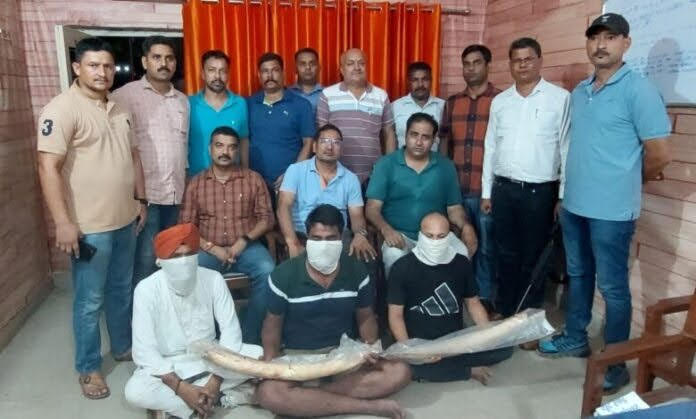 कामयाबी: बेशकीमती हाथी दांत के साथ तीन वन्यजीव तस्कर गिरफ्तार
