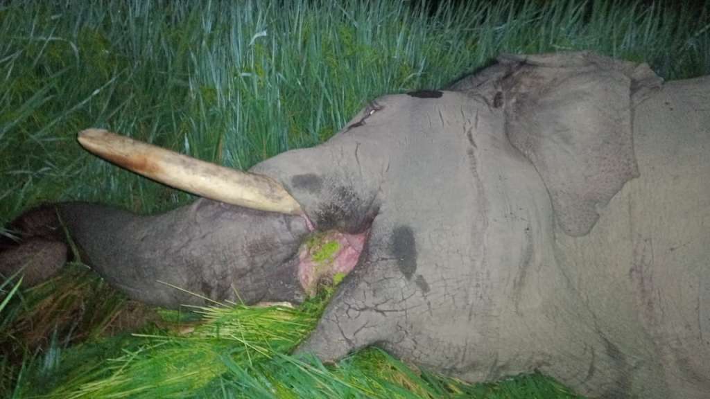 दुखद: श्यामपुर रेंज के सजनपुर बाहर पीली गांव में करंट लगने से नर हाथी की मौत