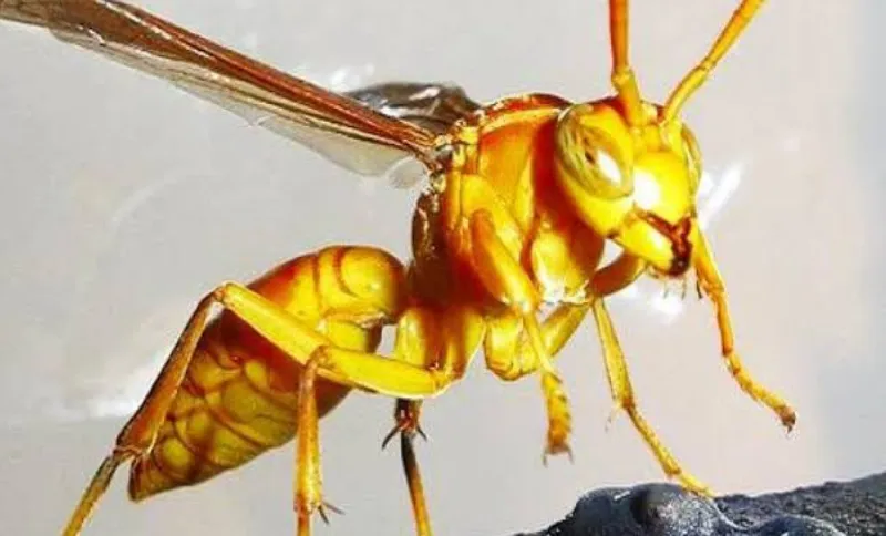 दुखद: पिता-पुत्र पर ततैयों का हमला, बचाव में बेटे के ऊपर लेट गए पिता, फिर भी न बच पाई दोनों की जान