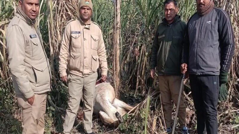 खौफ़: खेत में में मिला नीलगाय का अधखाया शव, इलाके में दहशत  का माहौल