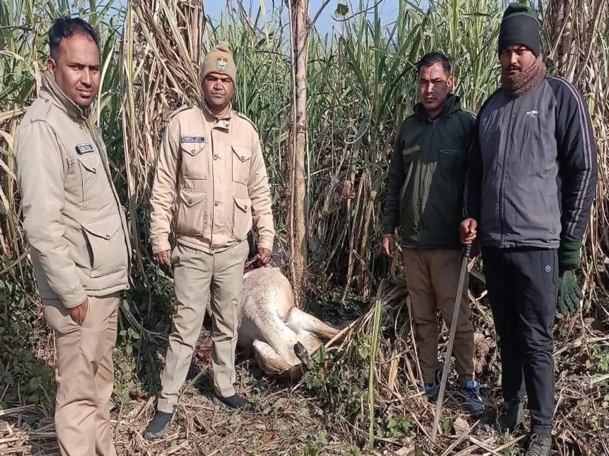 खौफ़: खेत में में मिला नीलगाय का अधखाया शव, इलाके में दहशत  का माहौल