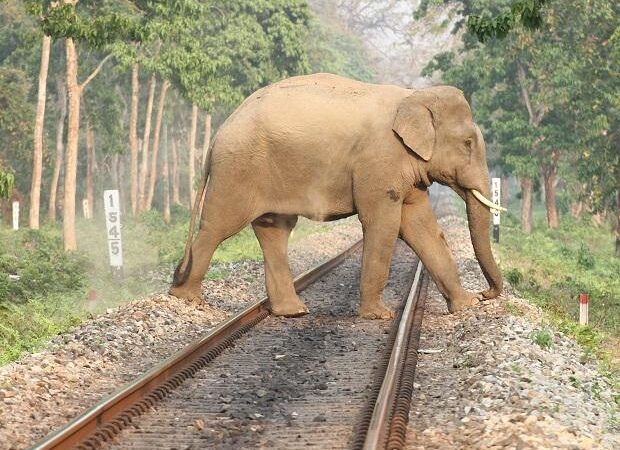 पड़ताल: सरकार और समाज को हाथी की प्रति संवेदनशील बनना होगा