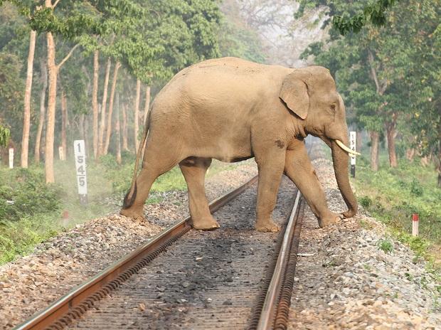 पड़ताल: सरकार और समाज को हाथी की प्रति संवेदनशील बनना होगा