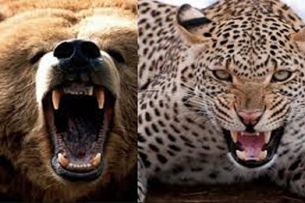 खौफ़: गढ़वाल जनपद के कई गांवों में भालू और गुलदार की दहशत