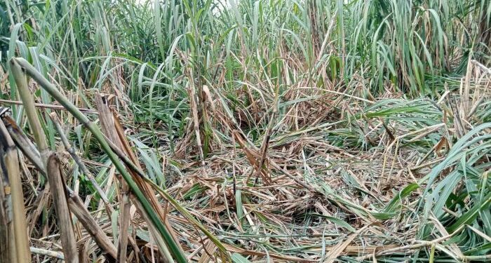 उत्पात: हाथियों के झुंड ने खेतों में पहुंचकर गेहूं और गन्ने की फसल कर दी तहस-नहस
