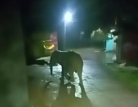 खलबली: आवासीय कॉलोनी में जंगली हाथी के घुस आने मची अफरा-तफरी, जान बचाकर भागे लोग