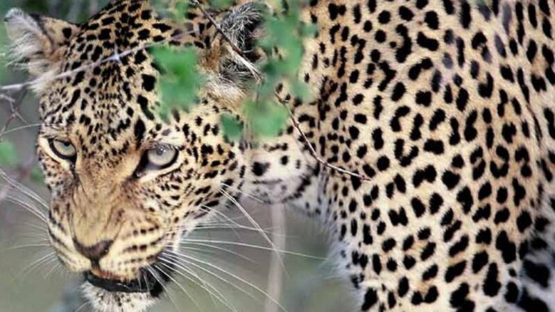 दहशत: कुमाऊं के इस क्षेत्र में गुलदार सक्रिय, एक साथ मार डालीं गरीब पशुपालक की 11 बकरियां