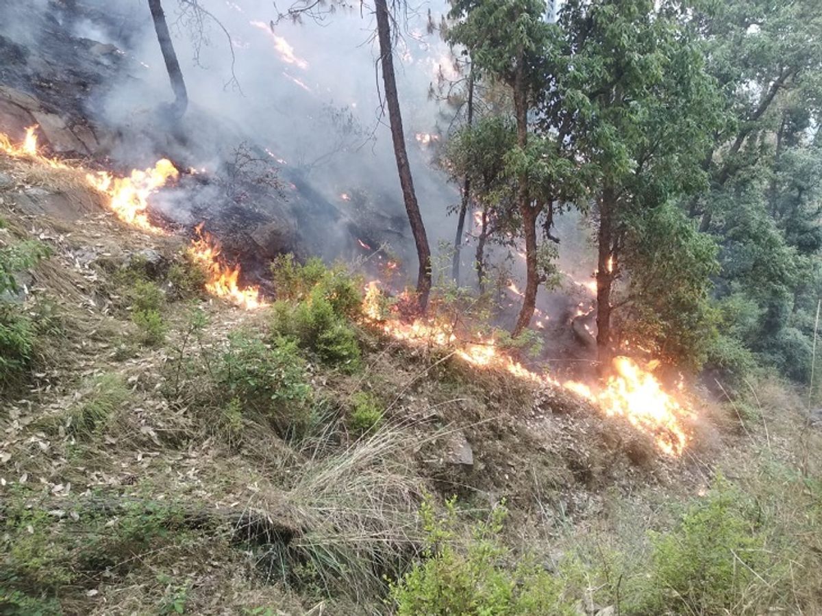 दहशत: रिहायशी क्षेत्र तक पहुंच गई जंगल की आग, लोगों ने भागकर बचाई जान