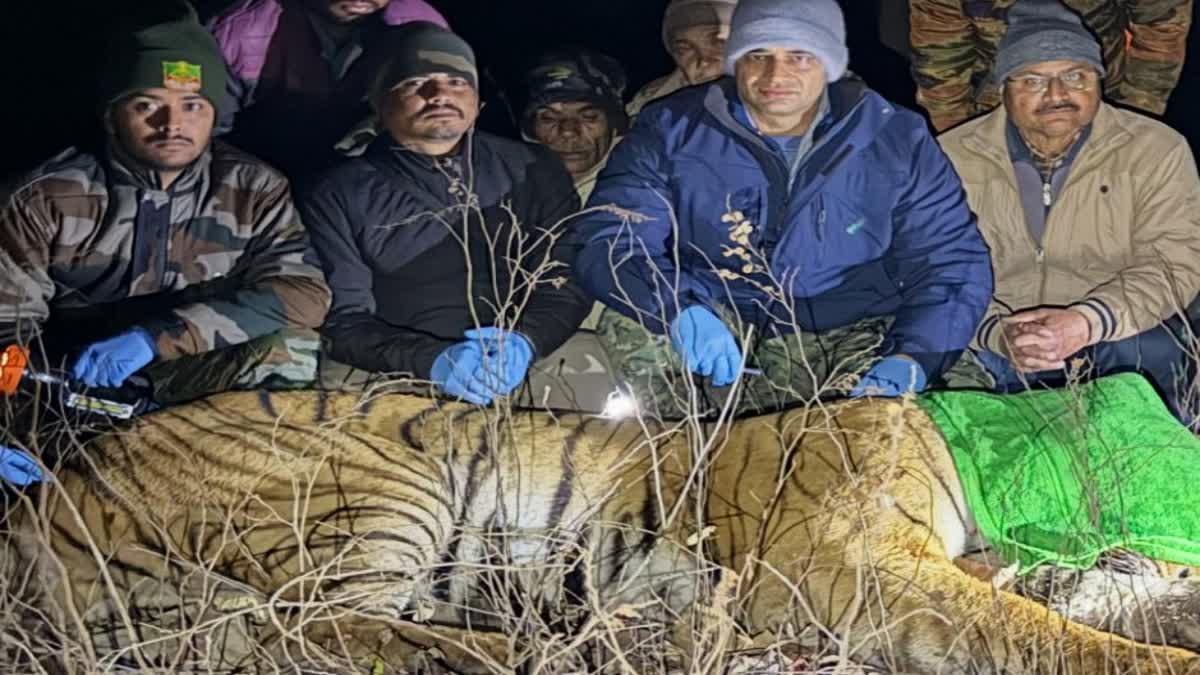 राहत: आतंक का पर्याय बन चुके बाघ को वन विभाग ने किया टेंकुलाइज,ग्रामीणों ने ली राहत की सांस