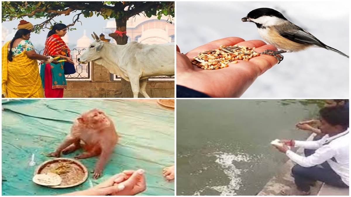 मानवीयता: ईश्वर की सेवा करने जैसा ही है बेजुबानों की सेवा करना
