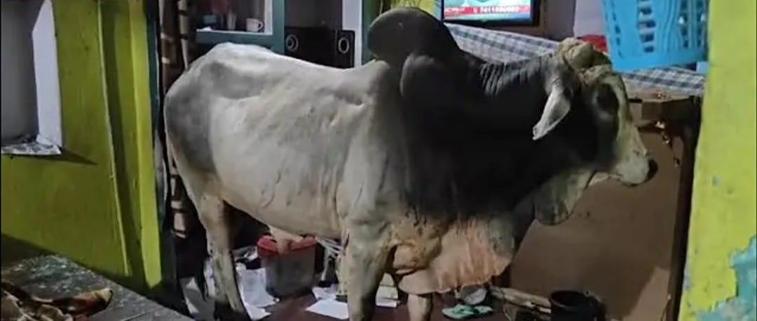 अजब-गजब: मकान की तीसरी मंजिल पर बेडरूम में घुस गया सांड, नीचे उतारने के लिए बुलानी पड़ी क्रेन