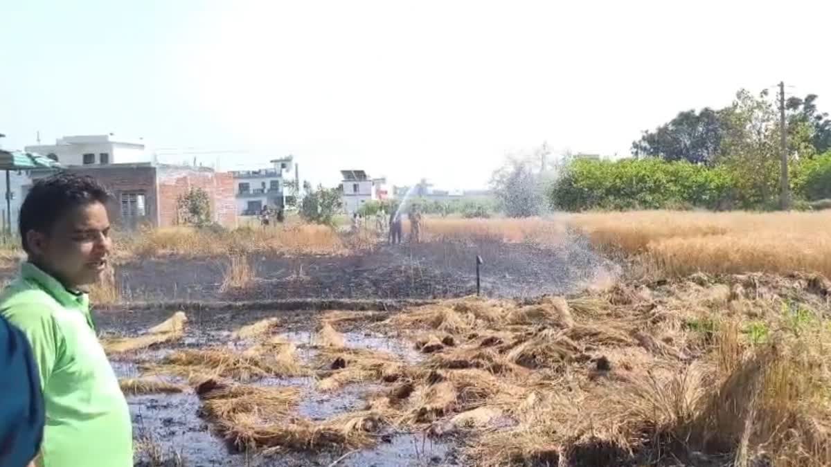 आफत:  किसान पर टूटा कहर, खेत में आग लगने से गेंहू की फसल जलकर हो गई राख