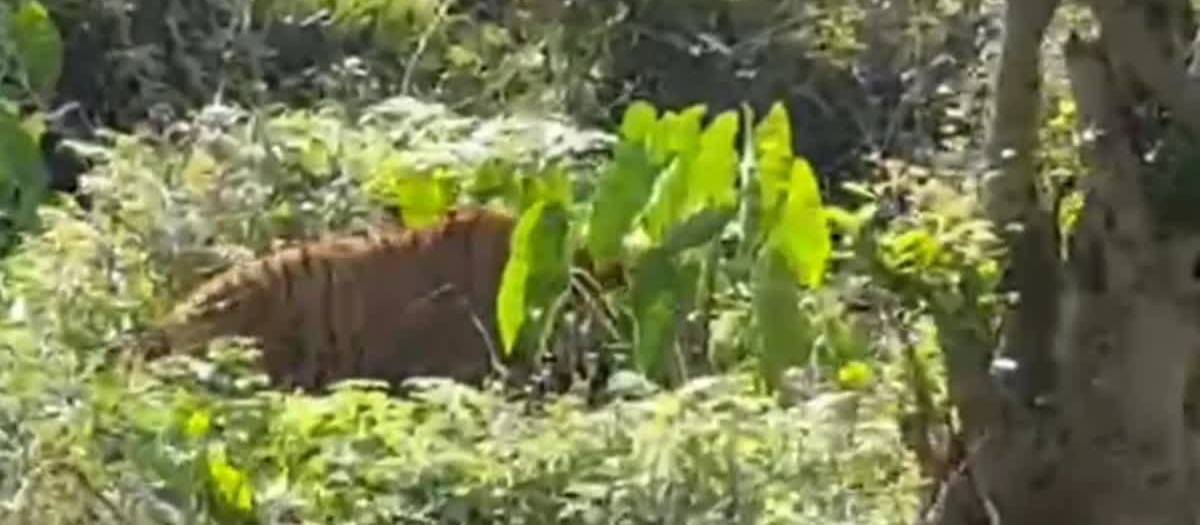 आंतरिक संक्रमण के कारण रेस्क्यू किए गए बाघ की मौत