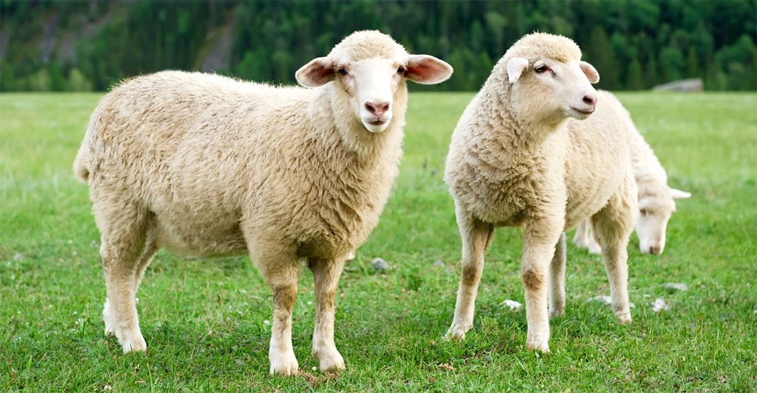 यह भी जानें: भेड़ से जुड़े ये 5 रोचक तथ्य नहीं जानते होंगे आप….
