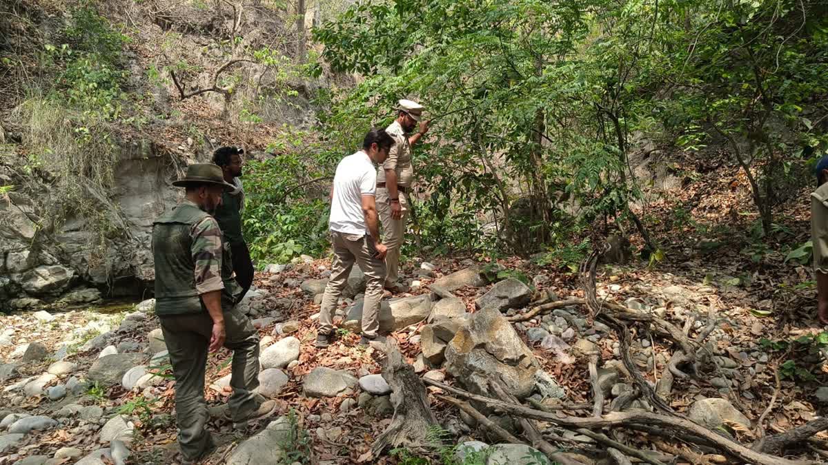 क्रूरता: बाघ ने बाघिन के दो शावकों को उतारा मौके घाट, शव बरामद