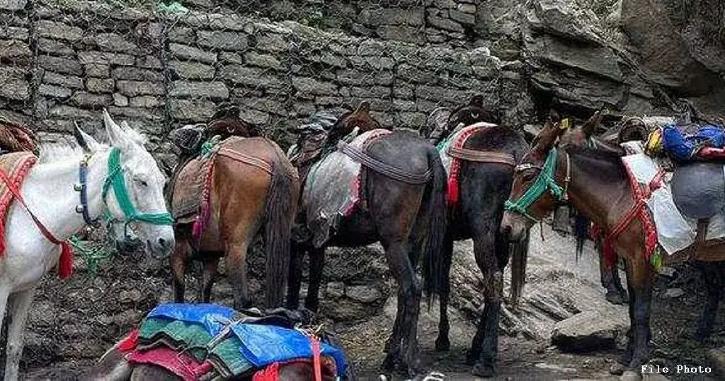 घोड़ेःखच्चर की बीमारी ने बढ़ाई यात्रियों की परेशानी